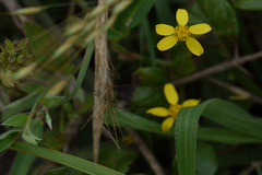 Senecio tenuifolius